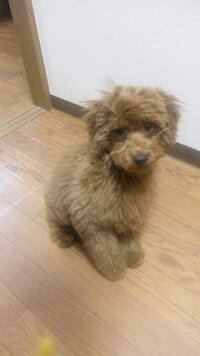 愛犬のトイプードルの成犬時の体重を予測してほしいです ５か月のトイプ Yahoo 知恵袋