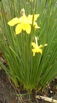 この花は何という植物ですか 細葉スイセンではといわれたもので Yahoo 知恵袋