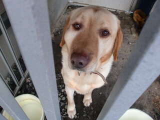 犬の頬が腫れてきましたがどういう症状なのかわかる方がいたら教 Yahoo 知恵袋