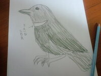 野鳥の種類を教えて下さい 胸に白い三日月のあるカラスを見ました 大きさ Yahoo 知恵袋