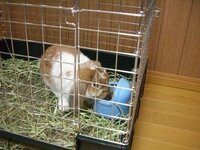 飼っているウサギが最近 ケージの中で暴れるようになりました 餌皿 Yahoo 知恵袋