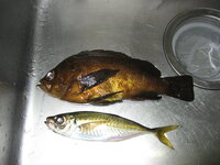 このメバルの種類は何メバルですか 魚好き 釣りに詳しい方ご教示お Yahoo 知恵袋