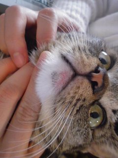 ネコのあごの赤みについて。最近飼いネコのあごに黒いプツプツ(猫 