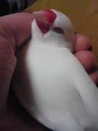 文鳥のかわいさおしえてくださーい うちの文鳥が手の中で熟睡し Yahoo 知恵袋