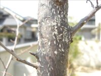 ５年前に庭に植えたエゴノキの枝に添付写真のようなものがビッシリとついて Yahoo 知恵袋