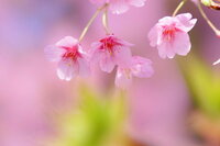 サクラ花桜花最期の特攻のdvd化はされますか 今現在は未定だそうです Yahoo 知恵袋