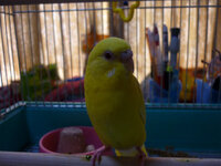 セキセイインコについてです 昨日 Youtubeでセキセイインコ Yahoo 知恵袋