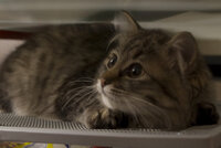 世界ふれあい街歩き って ヤラセっぽくないですか なんだか あんなことってそ Yahoo 知恵袋