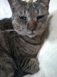 ネコを飼ってる方に質問です ネコの目やにについてです 目の下にほ Yahoo 知恵袋