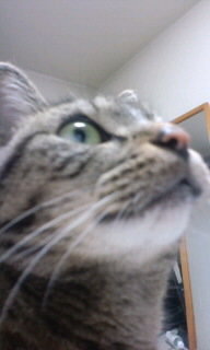 猫の遊びにﾚｰｻﾞｰﾎﾟｲﾝﾀｰを使っても問題ないですか 一般売り Yahoo 知恵袋