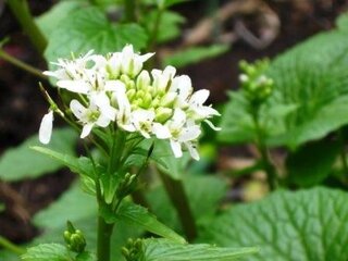 わさびの花が咲いています 葉っぱの部分は食べられる事を知っているのです Yahoo 知恵袋