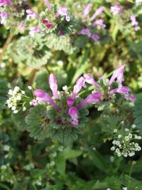 この草花の名前を教えてください 埼玉県の狭山です 入間川の河畔の草原に Yahoo 知恵袋