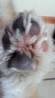 犬の肉球が剥がれる原因を教えて下さい 犬が立っている状態を真上から見た場合 Yahoo 知恵袋