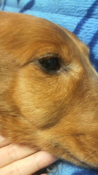 飼い犬のダックスの顔 目の下の頬骨あたり が腫れています 触 Yahoo 知恵袋