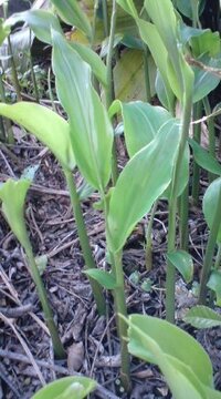 茗荷が出てきましたが 普通 茗荷竹の色は薄緑ですか うちのは赤紫っ Yahoo 知恵袋