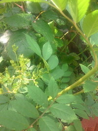 バラの台木から葉っぱが出てきて蕾も出てきているようです たぶん 野バラ Yahoo 知恵袋