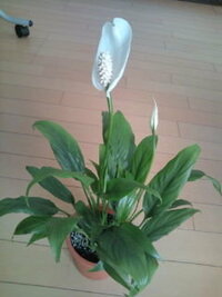 この花はなんの花ですか 白い一枚の花びらの中に 白い花弁の様な物 Yahoo 知恵袋