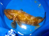 ガシラとメバルの違い 見分け方を教えて下さい ガシラと Yahoo 知恵袋