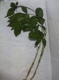 押し花で色が変質しないのは 何故ですか というより 今日 たった今 Yahoo 知恵袋
