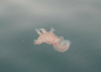 海にいた これはなんの生き物でしょうか クラゲみたいにブヨブヨしていて 丸 Yahoo 知恵袋