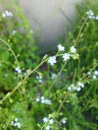 この花なんて名前かわかる方回答お願いしますm M背が高 Yahoo 知恵袋