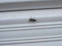 現在宮古島で大量発生している交尾虫 毎年この時期に大量発生し Yahoo 知恵袋