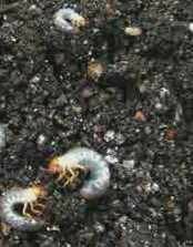 コガネムシの幼虫の生態について ブルーベリーの栽培で土の中にコガネ Yahoo 知恵袋