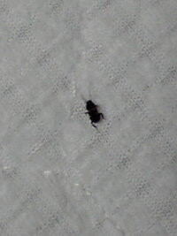 夏によく見かけるこの小さい黒い虫ってなんなのでしょうか触角が目立ちます 飛ばない 教えて 住まいの先生 Yahoo 不動産
