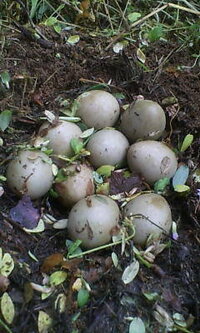 庭を耕していたら土の中から卵が出てきました 鶏の卵より小さくウズラよりは大 Yahoo 知恵袋