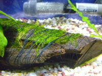 流木にウィローモス巻きつけるに糸は何がいいですか 一応手芸用の糸で活着した Yahoo 知恵袋