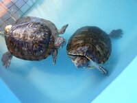 カメが浮きます 15歳のアカミミガメを２匹飼っています 最近部屋を広く Yahoo 知恵袋