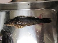 この魚はなんですか 今日魚釣りに行きました 体型がアイナメ 顔がカサゴ Yahoo 知恵袋