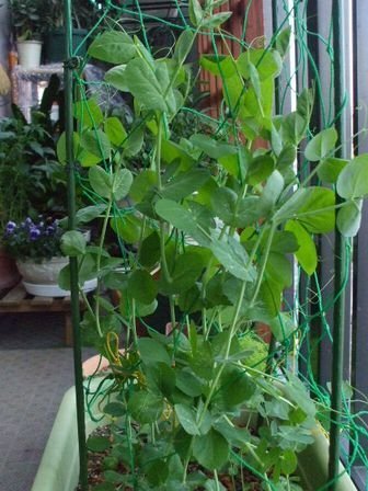 絹さやに花が咲きません。 - プランターで栽培してる絹さやの
