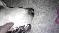 緊急です 犬の褥瘡にキズパワーパッド 愛犬が数ヵ月前から寝たきりになり 小まめ Yahoo 知恵袋