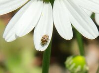 虫の名前を教えてください カモミールの花にいました 悪さしている感じは Yahoo 知恵袋