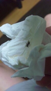 なんの生き物ですか ハエですが 最近は暑くもなり 一週間くらい前から小ぶりなアリ 教えて 住まいの先生 Yahoo 不動産