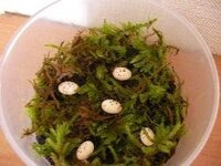 爬虫類飼いの方でミズゴケ使ってる方 どんなミズゴケ使ってますか Yahoo 知恵袋