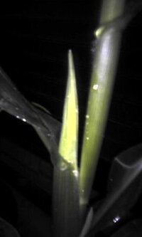 鉢植えのとうもろこしの木の脇から変な芽 が出て来ました すで Yahoo 知恵袋