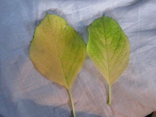 アジサイの病気についてガクアジサイの葉が写真のように 各茎の下葉より色 Yahoo 知恵袋