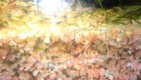淡水水槽の底砂に５ｃｍくらいのゴカイのような生き物がいます Yahoo 知恵袋