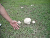 最近芝生などに白い大きなキノコがはえているのですがなにキノコです Yahoo 知恵袋