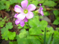 関東の低山で それはきれいなお花がありました 三つ葉の大きな葉 花はピ Yahoo 知恵袋