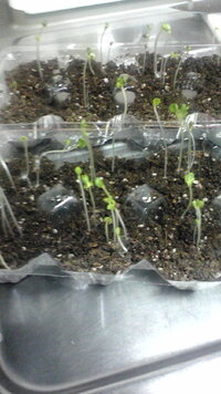 鉢底ネットの代用に 三角コーナー用のネットは使えるか 家庭菜 Yahoo 知恵袋