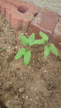 近所で小さなプランターで土の量も少ないのに非常にアサガオに似た花が競うよう Yahoo 知恵袋