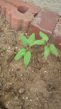 庭にこんな芽が出てきました 朝顔ですか アサガオの双葉ですね Yahoo 知恵袋