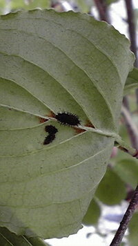 ヤマボウシの木に白い綿に包まれた虫 害虫 が枝にたくさんついているのです Yahoo 知恵袋