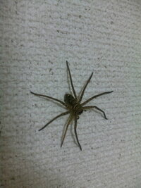 家にでかい蜘蛛が出ました 調べたところアシダカグモの様ですが画像にあるのはそれで 教えて 住まいの先生 Yahoo 不動産