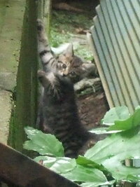 野良猫が家の倉庫で出産してしまいました たぶん生後１ ２ヶ月 Yahoo 知恵袋