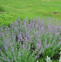 念ずれば花開く と 花は咲く縁が集まって咲き 葉は散る縁が集まって散 Yahoo 知恵袋