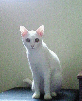 白い猫とアルビノの猫の見分け方を教えて下さい。 - 保護され 